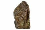 Triceratops Shed Tooth - Montana #109081-1